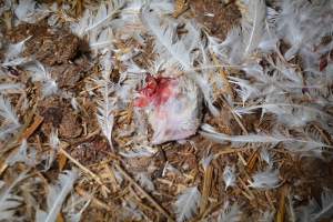 Dead pile at broiler farm - Captured at Unknown broiler farm, Port Wakefield SA Australia.