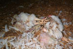 Dead pile at broiler farm - Captured at Unknown broiler farm, Port Wakefield SA Australia.