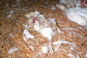 Dead pile at broiler farm - Captured at Unknown broiler farm, Port Wakefield SA Australia.