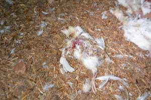 Dead pile at broiler farm - Captured at Unknown broiler farm, Port Wakefield SA Australia.