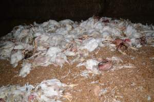 Dead pile at broiler farm - Captured at Unknown broiler farm, Port Wakefield SA Australia.