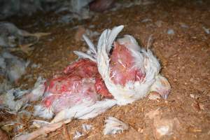 Dead pile at broiler farm - Captured at Unknown broiler farm, Port Wakefield SA Australia.