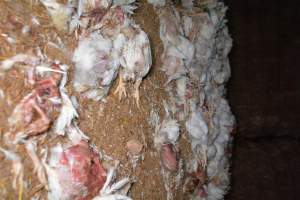 Dead pile at broiler farm - Captured at Unknown broiler farm, Port Wakefield SA Australia.