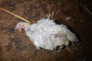 Dead pile at broiler farm - Captured at Unknown broiler farm, Port Wakefield SA Australia.