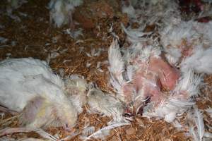 Dead pile at broiler farm - Captured at Unknown broiler farm, Port Wakefield SA Australia.