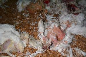 Dead pile at broiler farm - Captured at Unknown broiler farm, Port Wakefield SA Australia.