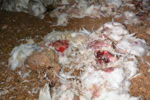 Dead pile at broiler farm - Captured at Unknown broiler farm, Port Wakefield SA Australia.