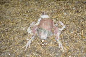 Young broiler chickens, 3 week age estimate - Captured at Unknown broiler farm, Port Wakefield SA Australia.