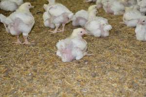 Young broiler chickens, 3 week age estimate - Captured at Unknown broiler farm, Port Wakefield SA Australia.