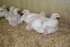 Young broiler chickens, 3 week age estimate - Captured at Unknown broiler farm, Port Wakefield SA Australia.