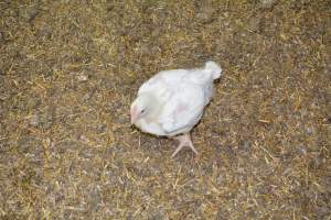 Young broiler chickens, 3 week age estimate - Captured at Unknown broiler farm, Port Wakefield SA Australia.