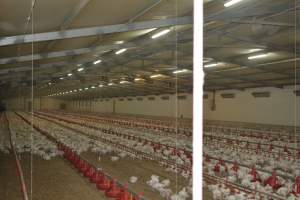 Young broiler chickens, 3 week age estimate - Captured at Unknown broiler farm, Port Wakefield SA Australia.