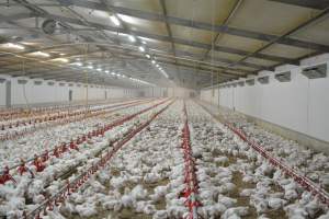 Young broiler chickens, 3 week age estimate - Captured at Unknown broiler farm, Port Wakefield SA Australia.