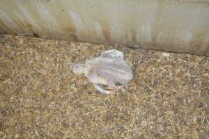 Young broiler chickens, 3 week age estimate - Captured at Unknown broiler farm, Port Wakefield SA Australia.