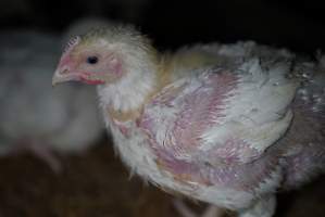 Broiler (meat) chickens approx 3 weeks - Captured at Unknown broiler farm, Port Wakefield SA Australia.