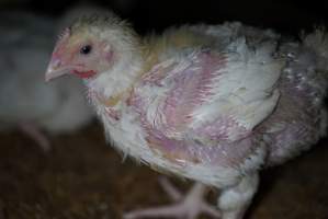 Broiler (meat) chickens approx 3 weeks - Captured at Unknown broiler farm, Port Wakefield SA Australia.