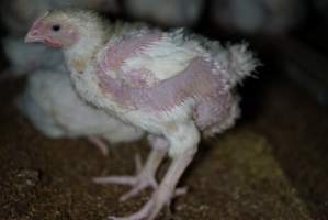 Broiler (meat) chickens approx 3 weeks - Captured at Unknown broiler farm, Port Wakefield SA Australia.