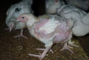 Broiler (meat) chickens approx 3 weeks - Captured at Unknown broiler farm, Port Wakefield SA Australia.