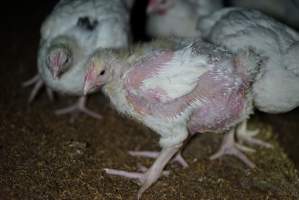 Broiler (meat) chickens approx 3 weeks - Captured at Unknown broiler farm, Port Wakefield SA Australia.