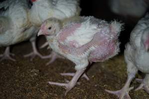 Broiler (meat) chickens approx 3 weeks - Captured at Unknown broiler farm, Port Wakefield SA Australia.