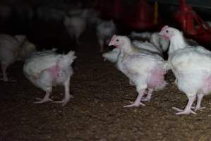 Broiler (meat) chickens approx 3 weeks - Captured at Unknown broiler farm, Port Wakefield SA Australia.