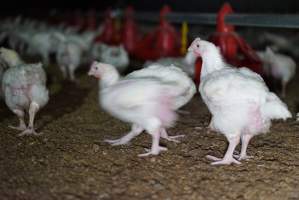 Broiler (meat) chickens approx 3 weeks - Captured at Unknown broiler farm, Port Wakefield SA Australia.