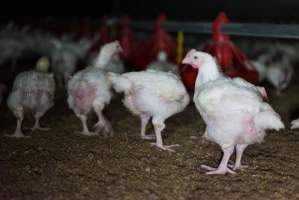 Broiler (meat) chickens approx 3 weeks - Captured at Unknown broiler farm, Port Wakefield SA Australia.