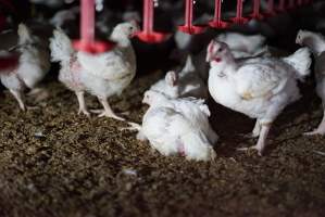 Broiler (meat) chickens approx 3 weeks - Captured at Unknown broiler farm, Port Wakefield SA Australia.