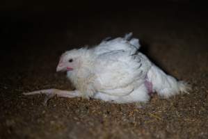 Broiler (meat) chickens approx 3 weeks - Captured at Unknown broiler farm, Port Wakefield SA Australia.