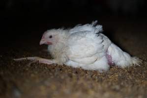 Broiler (meat) chickens approx 3 weeks - Captured at Unknown broiler farm, Port Wakefield SA Australia.