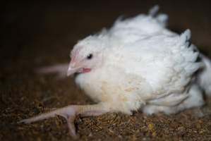 Broiler (meat) chickens approx 3 weeks - Captured at Unknown broiler farm, Port Wakefield SA Australia.