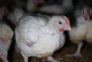 Broiler (meat) chickens approx 3 weeks - Captured at Unknown broiler farm, Port Wakefield SA Australia.