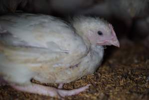 Broiler (meat) chickens approx 3 weeks - Captured at Unknown broiler farm, Port Wakefield SA Australia.