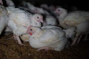 Broiler (meat) chickens approx 3 weeks - Captured at Unknown broiler farm, Port Wakefield SA Australia.