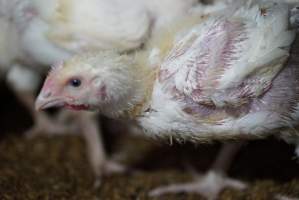 Broiler (meat) chickens approx 3 weeks - Captured at Unknown broiler farm, Port Wakefield SA Australia.