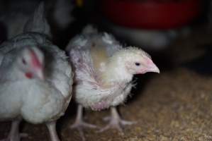 Broiler (meat) chickens approx 3 weeks - Captured at Unknown broiler farm, Port Wakefield SA Australia.