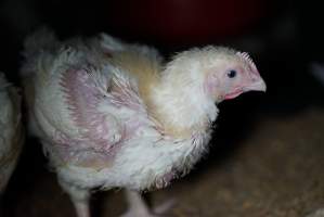 Broiler (meat) chickens approx 3 weeks - Captured at Unknown broiler farm, Port Wakefield SA Australia.