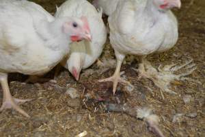 Broiler (meat) Chickens approx 6 weeks - Captured at Unknown broiler farm, Port Wakefield SA Australia.