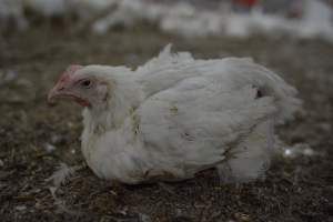 Broiler (meat) Chickens approx 6 weeks - Captured at Unknown broiler farm, Port Wakefield SA Australia.