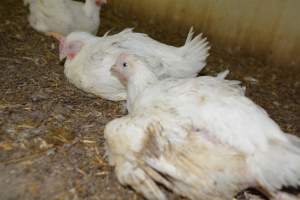 Broiler (meat) Chickens approx 6 weeks - Captured at Unknown broiler farm, Port Wakefield SA Australia.