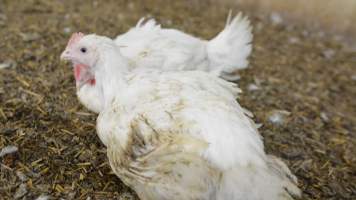 Broiler (meat) Chickens approx 6 weeks - Captured at Unknown broiler farm, Port Wakefield SA Australia.