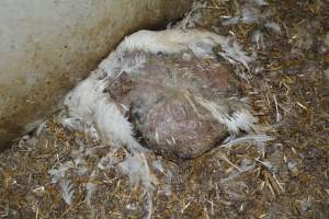 Broiler (meat) Chickens approx 6 weeks - Captured at Unknown broiler farm, Port Wakefield SA Australia.