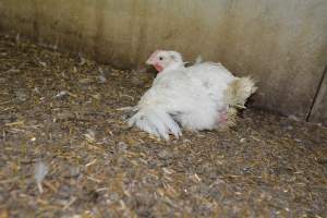 Broiler (meat) Chickens approx 6 weeks - Captured at Unknown broiler farm, Port Wakefield SA Australia.