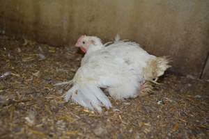 Broiler (meat) Chickens approx 6 weeks - Captured at Unknown broiler farm, Port Wakefield SA Australia.