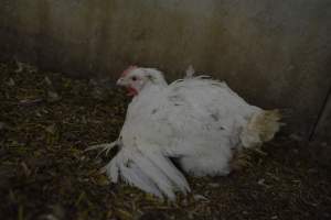 Broiler (meat) Chickens approx 6 weeks - Captured at Unknown broiler farm, Port Wakefield SA Australia.