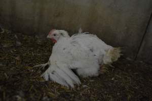 Broiler (meat) Chickens approx 6 weeks - Captured at Unknown broiler farm, Port Wakefield SA Australia.