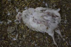 Broiler (meat) Chickens approx 6 weeks - Captured at Unknown broiler farm, Port Wakefield SA Australia.