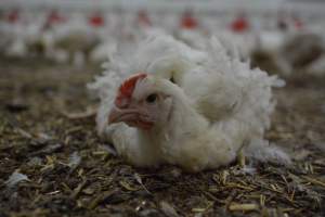 Broiler (meat) Chickens approx 6 weeks - Captured at Unknown broiler farm, Port Wakefield SA Australia.