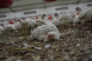 Broiler (meat) Chickens approx 6 weeks - Captured at Unknown broiler farm, Port Wakefield SA Australia.