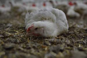 Broiler (meat) Chickens approx 6 weeks - Captured at Unknown broiler farm, Port Wakefield SA Australia.